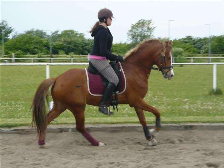 DSP Son of a Bitsch - #18# Dressur d. 22/5-09. billede 16