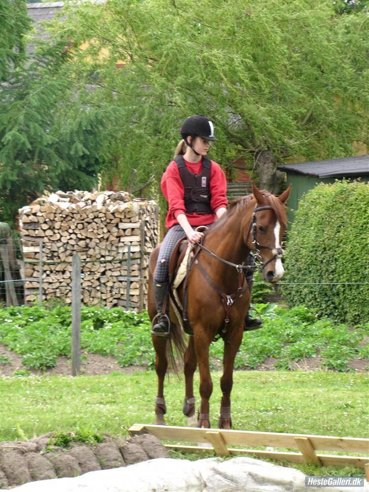 Hollandsk Sportspony Charléne *tidl. hest - foto: Iben  billede 6