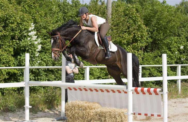 Dansk Varmblod Lillevangs Campari R.I.P - 21/4-09 billede 20