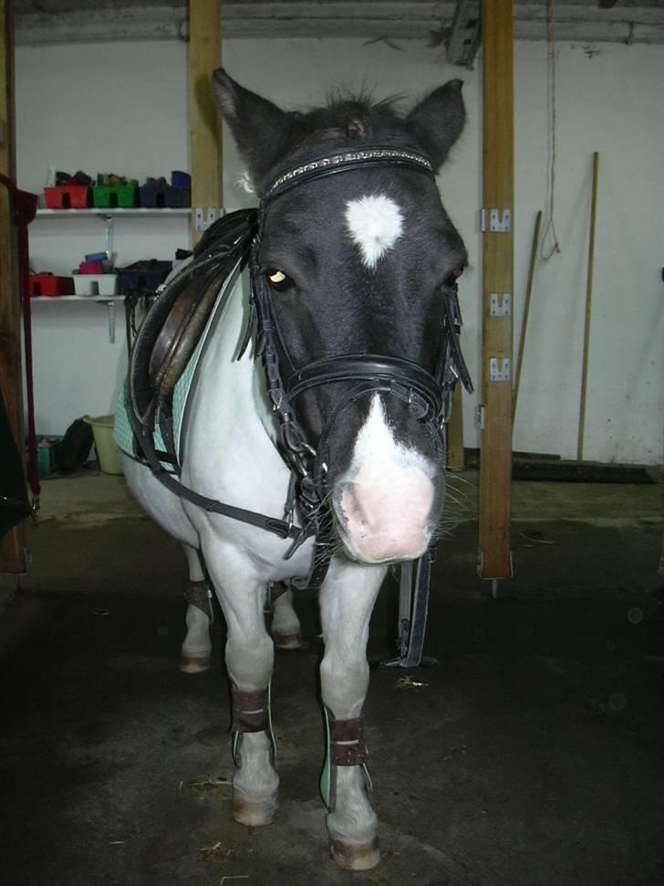 Anden særlig race Sussi (Hera)  * SOGLT *  - er klar til stævne billede 7