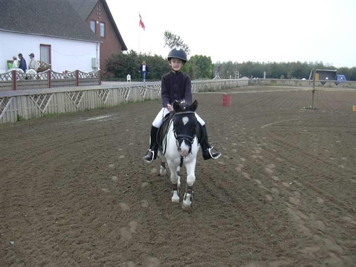 Anden særlig race Sussi (Hera)  * SOGLT *  - stefan er klar billede 8