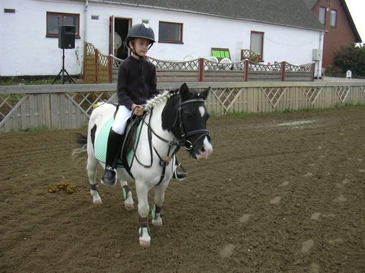 Anden særlig race Sussi (Hera)  * SOGLT *  - det er sussi også stefan ser lidt navøs ud billede 9