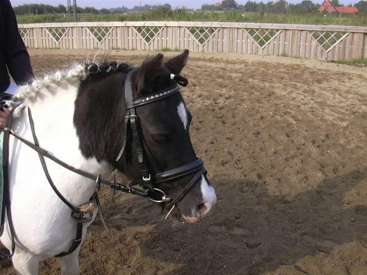 Anden særlig race Sussi (Hera)  * SOGLT *  - smukke sussi  billede 18