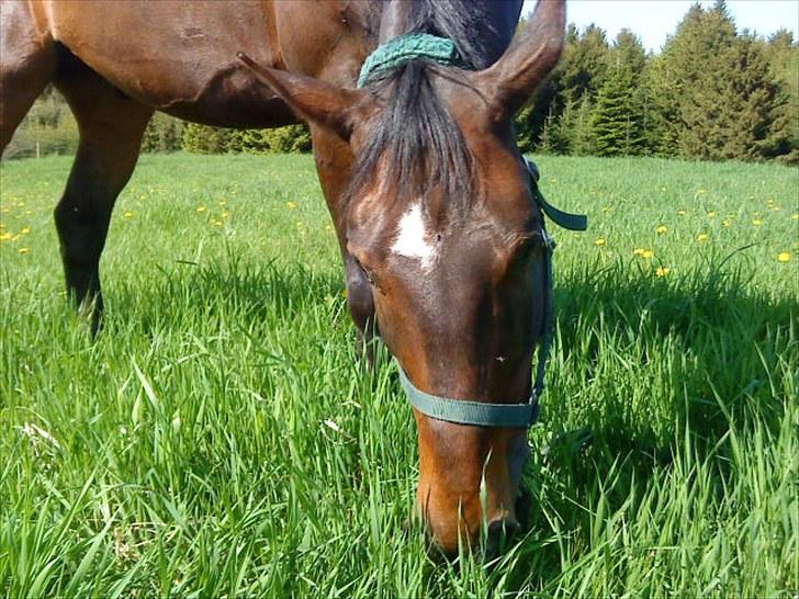 Anden særlig race Zhico - indgræsning maj 2010 billede 13