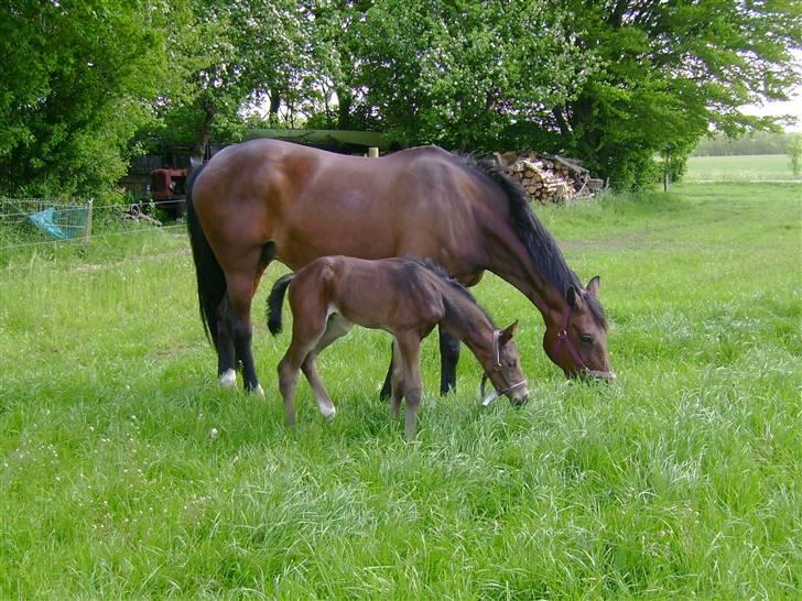Dansk Varmblod Sasja af Lundsgård - D. 19/5-09 Sasja og hendes 10 timer gamle føl på græs. billede 1