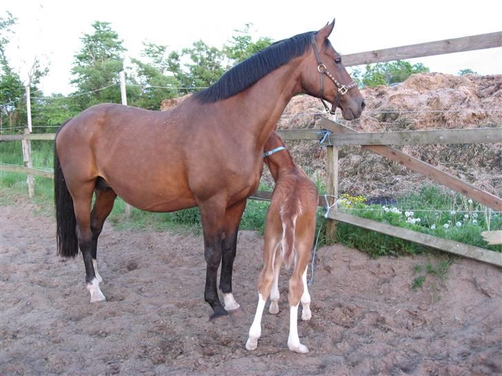 Dansk Varmblod Sasja af Lundsgård - D. 21/5-08 Sasja og Heartache e/ Heartbeat DVH billede 2