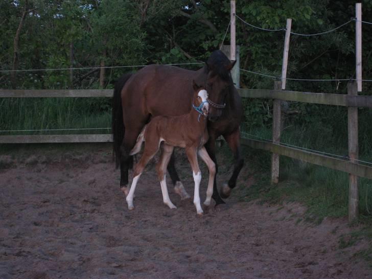 Dansk Varmblod Sasja af Lundsgård - Sasja er den perfekte mor - og passer på hegnet! billede 3