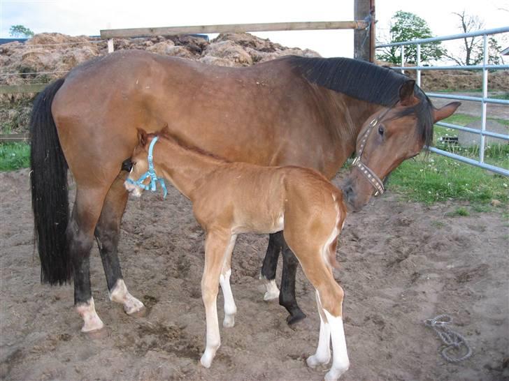 Dansk Varmblod Sasja af Lundsgård - En pattetår og et kys er nu hyggeligt. billede 4