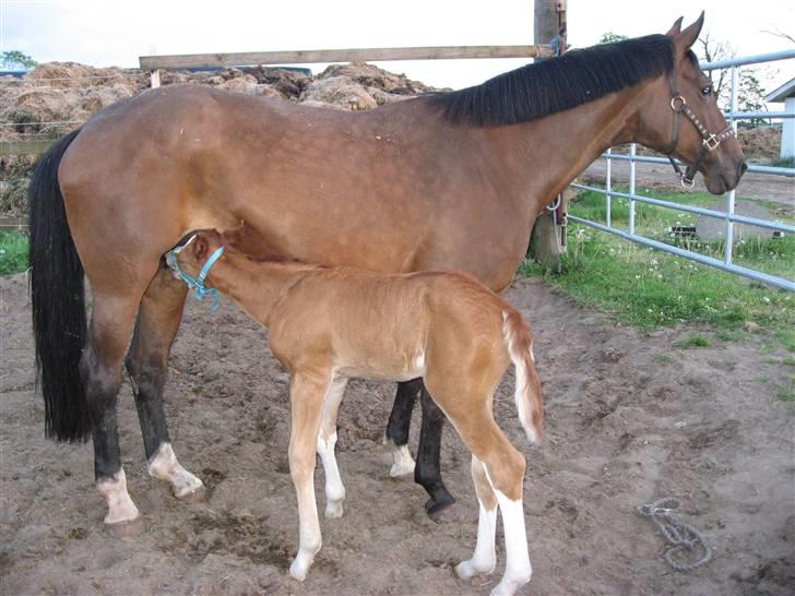 Dansk Varmblod Sasja af Lundsgård - Der er mælk til 2 så Heartache får mere end rigeligt. billede 5