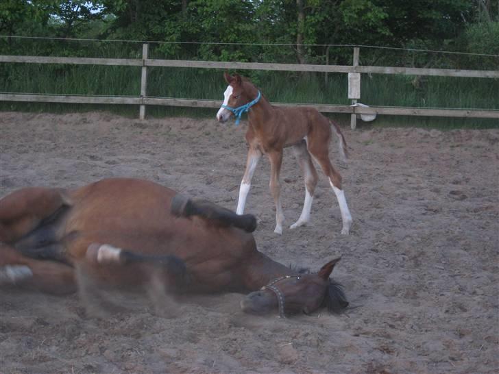 Dansk Varmblod Sasja af Lundsgård - Ja efter en foling har mor brug for en rulletur. billede 6