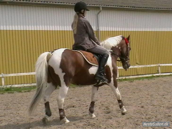 Anden særlig race mexi (gammel part) - springer den da` han var god... selina har verdens bedste pony  billede 4