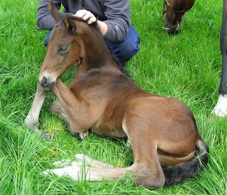 Dansk Varmblod Sasja af Lundsgård - Midnight Devil 10 timer gammel. billede 7