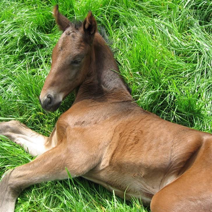 Dansk Varmblod Sasja af Lundsgård - En lur i græsset er livet. billede 8