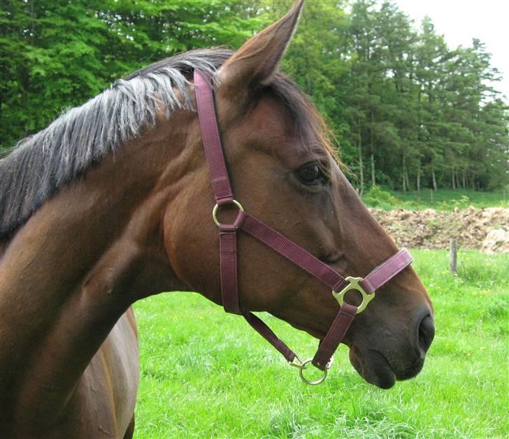 Dansk Varmblod Sasja af Lundsgård - Sasja er en god mor og holder godt øje. billede 9