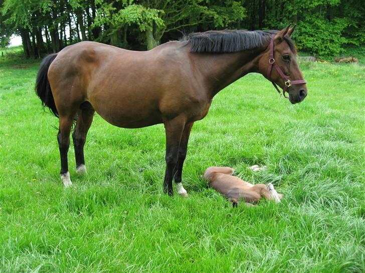 Dansk Varmblod Sasja af Lundsgård - Så er det hviletid. billede 10