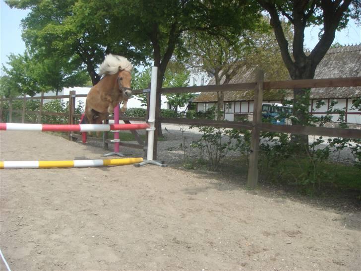 Shetlænder Molly - En pony der kan ;D billede 11