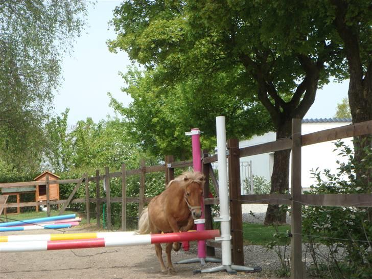 Shetlænder Snuske (givet væk) - Jah, påbegyndt så småt springning med Snuske, og han har virkelig potientiale! Foto: Emma J. billede 11