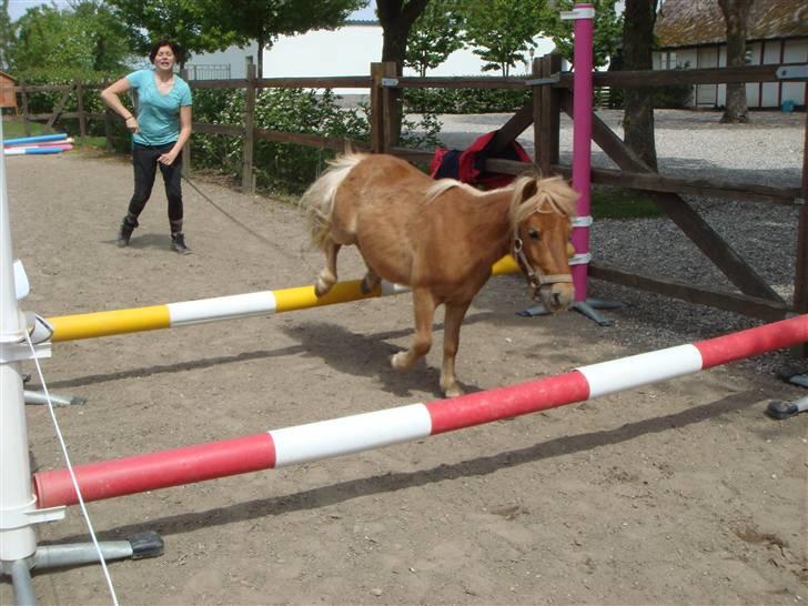 Shetlænder Snuske (givet væk) - Snuske springer og Emma bagved - jah, Emma ser godt nok lidt sjov ud lige dér :D Foto: Frederikke T. billede 12