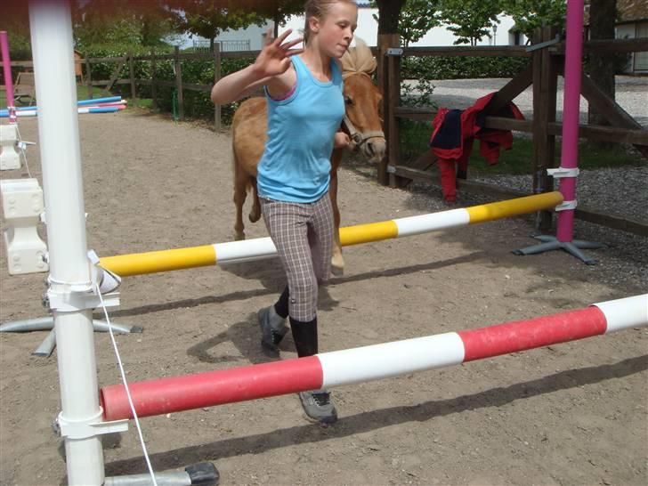 Shetlænder Snuske (givet væk) - Snuske & Søsser <3 Foto: Emma J. billede 13