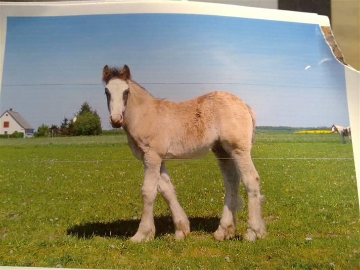 Tinker Lehmanns Ozzie <3  billede 2