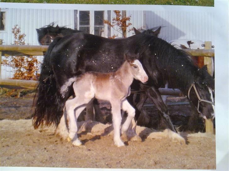 Tinker Lehmanns Ozzie <3  billede 3