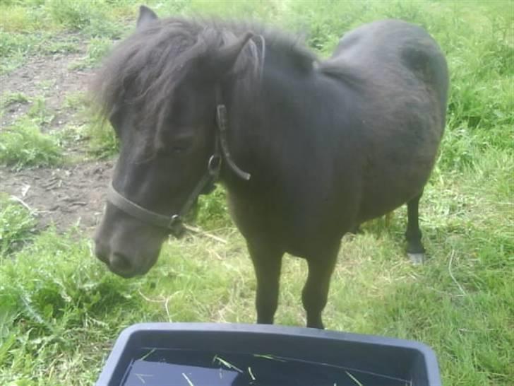 Shetlænder Sally - 8. Sally billede 8