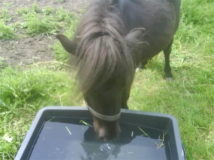 Shetlænder Sally - 9. Sally billede 9