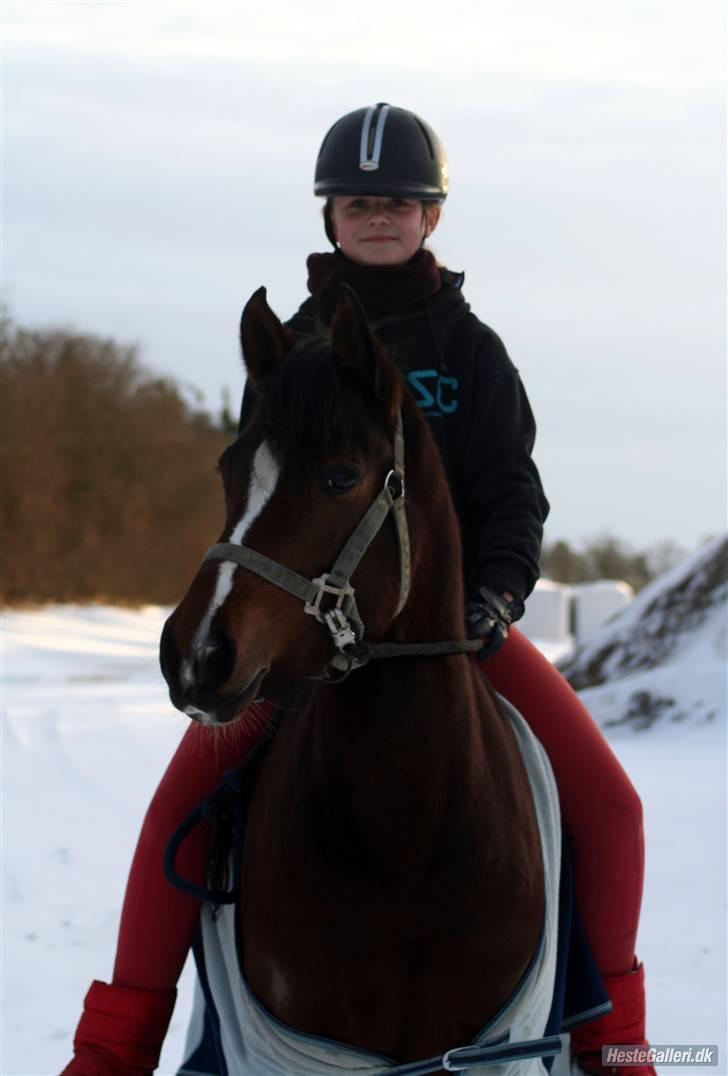 Welsh Partbred (Sec F) Daisy JV - Du er alt pony ! AFOTO billede 7