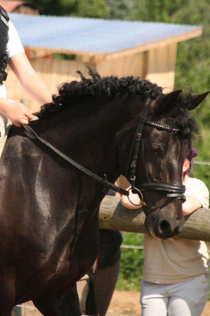Anden særlig race Chico*Solgt* - Velkommen til Chico´s profil  billede 1