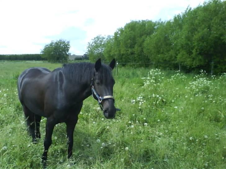 Anden særlig race Chico*Solgt* - Chico på fold<33 billede 7
