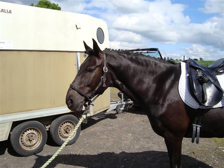 Anden særlig race Chico*Solgt* - Chico til stævne d. 6-6-09 i RORK billede 9