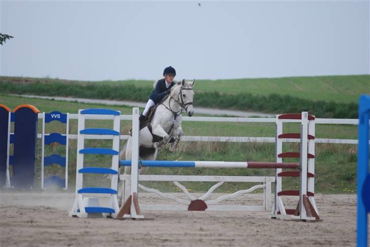 Sportsaraber (A) Racy (R.I.P) - stævne på helsinge billede 9