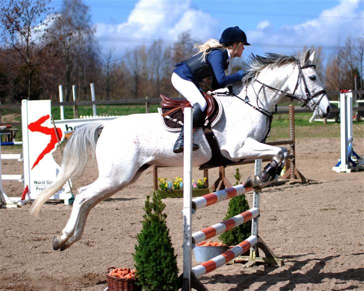 Sportsaraber (A) Racy (R.I.P) - stævne på dyresten billede 10