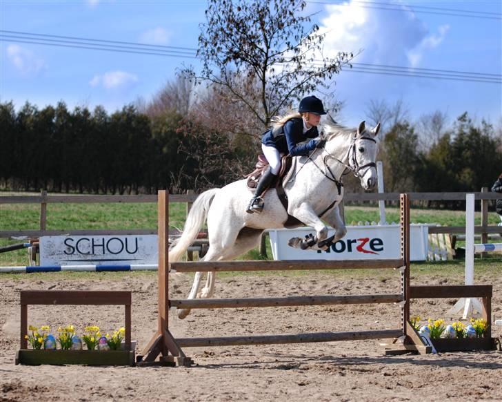 Sportsaraber (A) Racy (R.I.P) - stævne på dyresten  :) billede 12