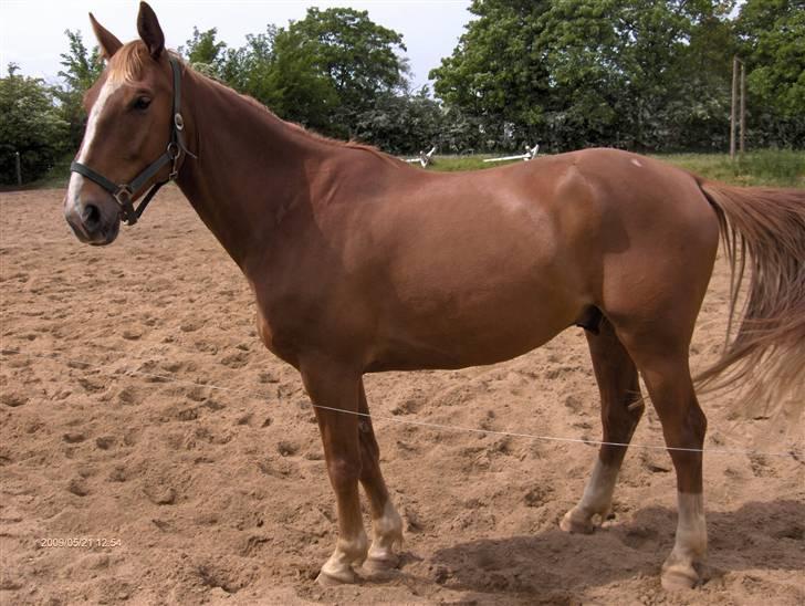 Anden særlig race Senior Lokos billede 9