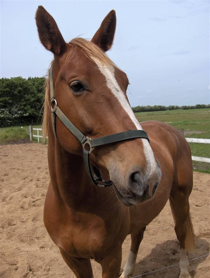 Anden særlig race Senior Lokos billede 10