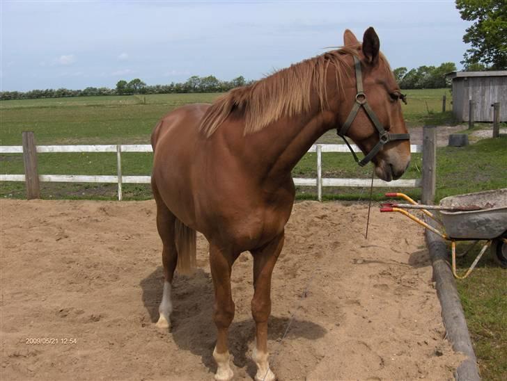 Anden særlig race Senior Lokos billede 11