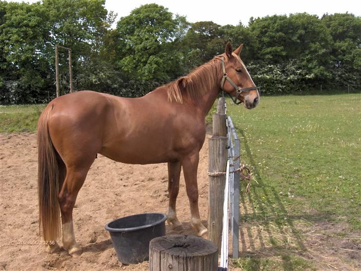 Anden særlig race Senior Lokos billede 12