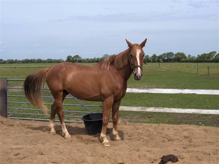 Anden særlig race Senior Lokos billede 13