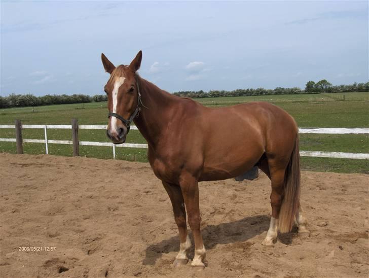 Anden særlig race Senior Lokos billede 14