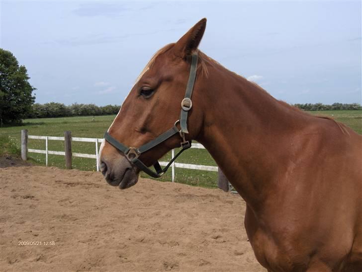 Anden særlig race Senior Lokos billede 15