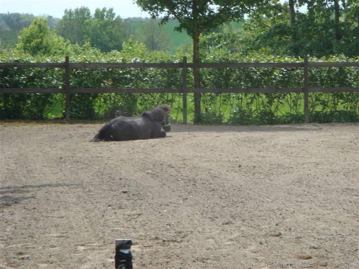 Miniature Balder  billede 5