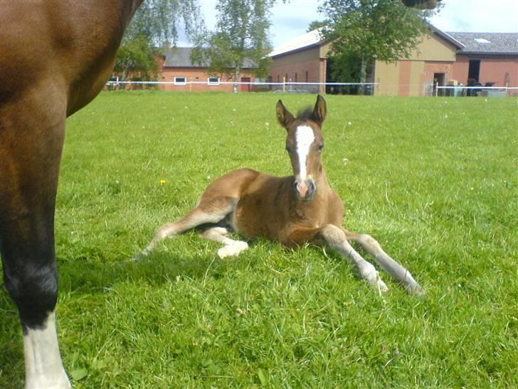 New Forest Sjølunds Sirocco Solgt billede 13