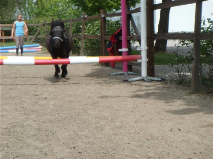 Miniature Balder  - Balle + Søsser i baggrunden .. billede 9