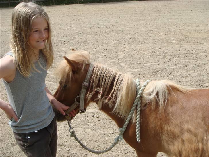 Shetlænder Snuske (givet væk) - Miig & Snuske ? :D Foto: Emma J. billede 14