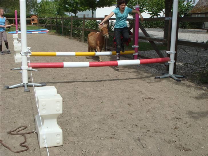 Shetlænder Snuske (givet væk) - Emma & Snuske flyvende :D Foto: Frederikke T.  billede 15