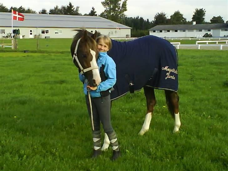 DSP Møgelholts Jambo SOLGT billede 17