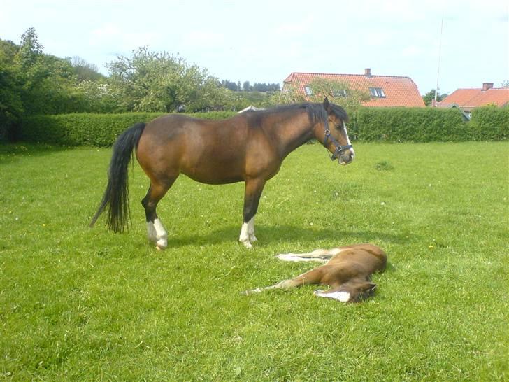 New Forest Solbakkens Silika Solgt - Silika og hendes føl billede 15