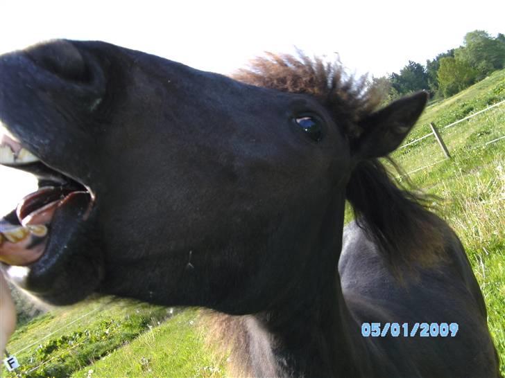 Islænder Sjörnunött billede 12