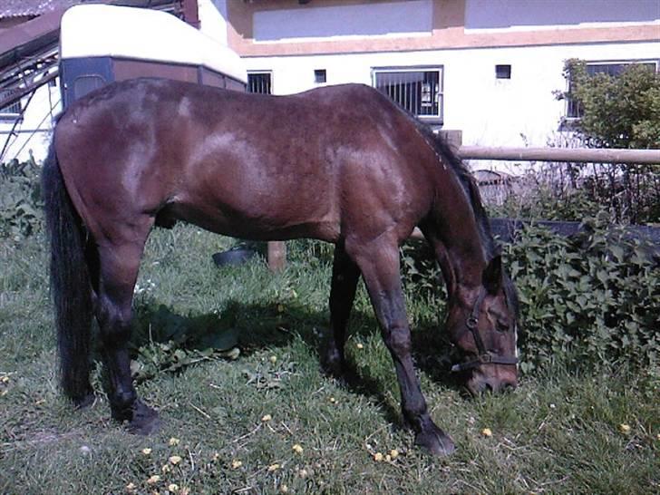 Traver Pampas Crown - Maj 2009 - mobilbillede deraf kvaliteten. billede 18